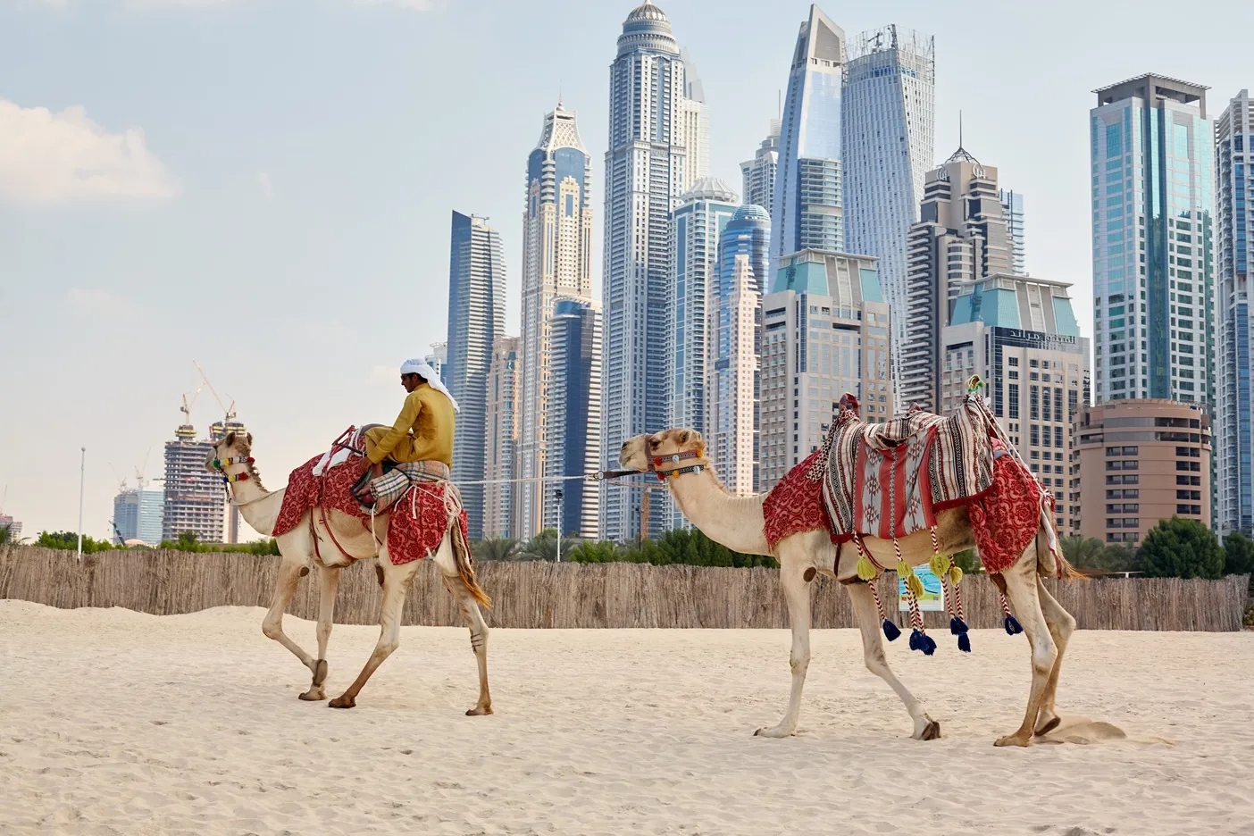 camel safari